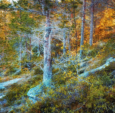 Buy stock photo Beautiful trees in autumn looking colorful and earthy. Bodo landscape shot of wild forest in the fall. Green and orange woodland environment in nature filled with relaxing natural elements