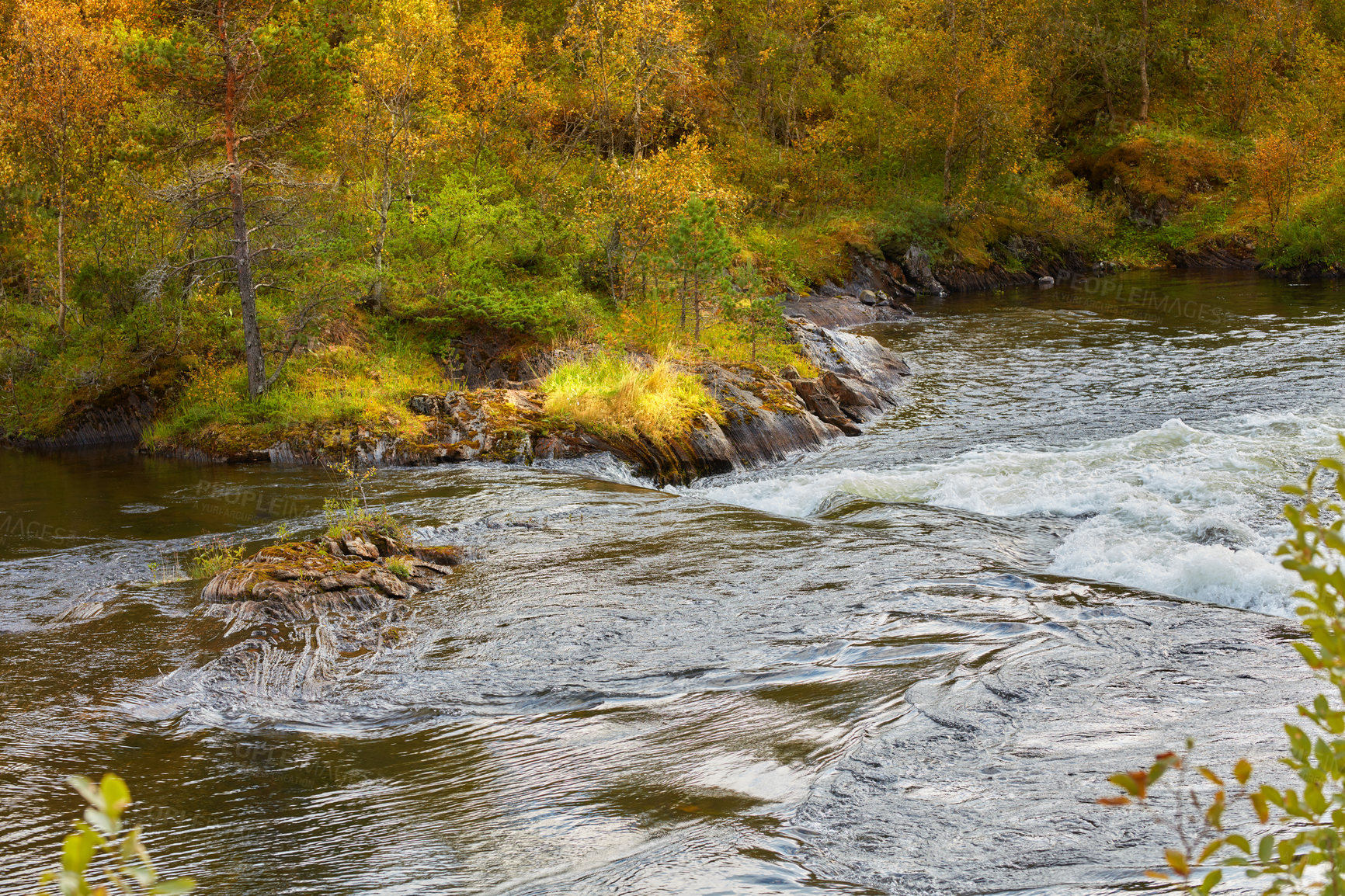 Buy stock photo Landscape of a river in an autumn forest on a sunny day outside. Green and orange foliage by the riverbank in Bodo, Norway. Peaceful nature and calm water near a vibrant wilderness with copy space