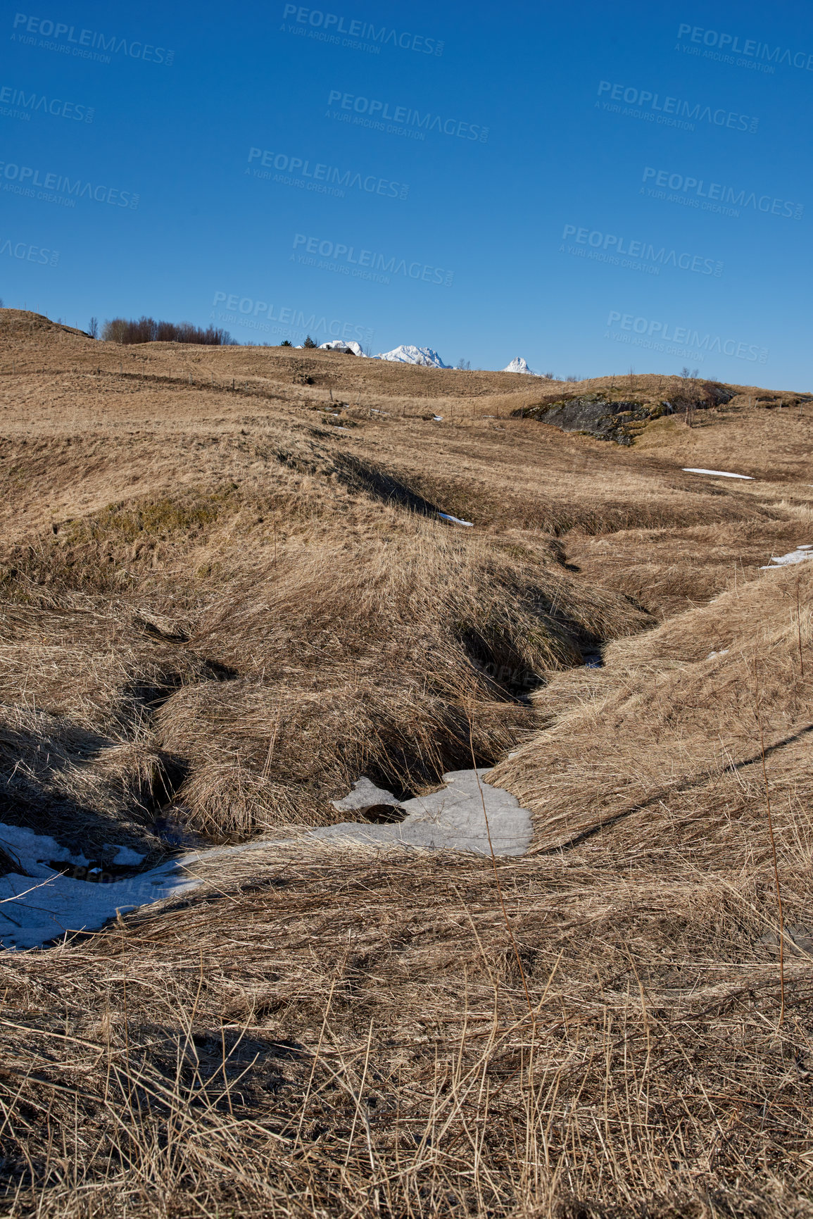 Buy stock photo Dry arid reeds on swamp of empty marshland in Bodo, Norway against a blue sky background with copyspace. Rural and remote landscape with uncultivated ground. Arid and barren shrubs in the wilderness