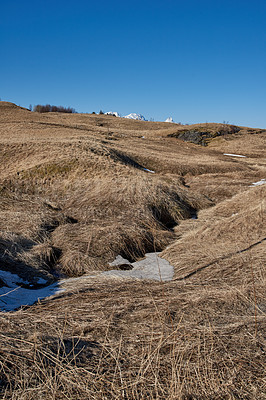 Buy stock photo Dry arid reeds on swamp of empty marshland in Bodo, Norway against a blue sky background with copyspace. Rural and remote landscape with uncultivated ground. Arid and barren shrubs in the wilderness