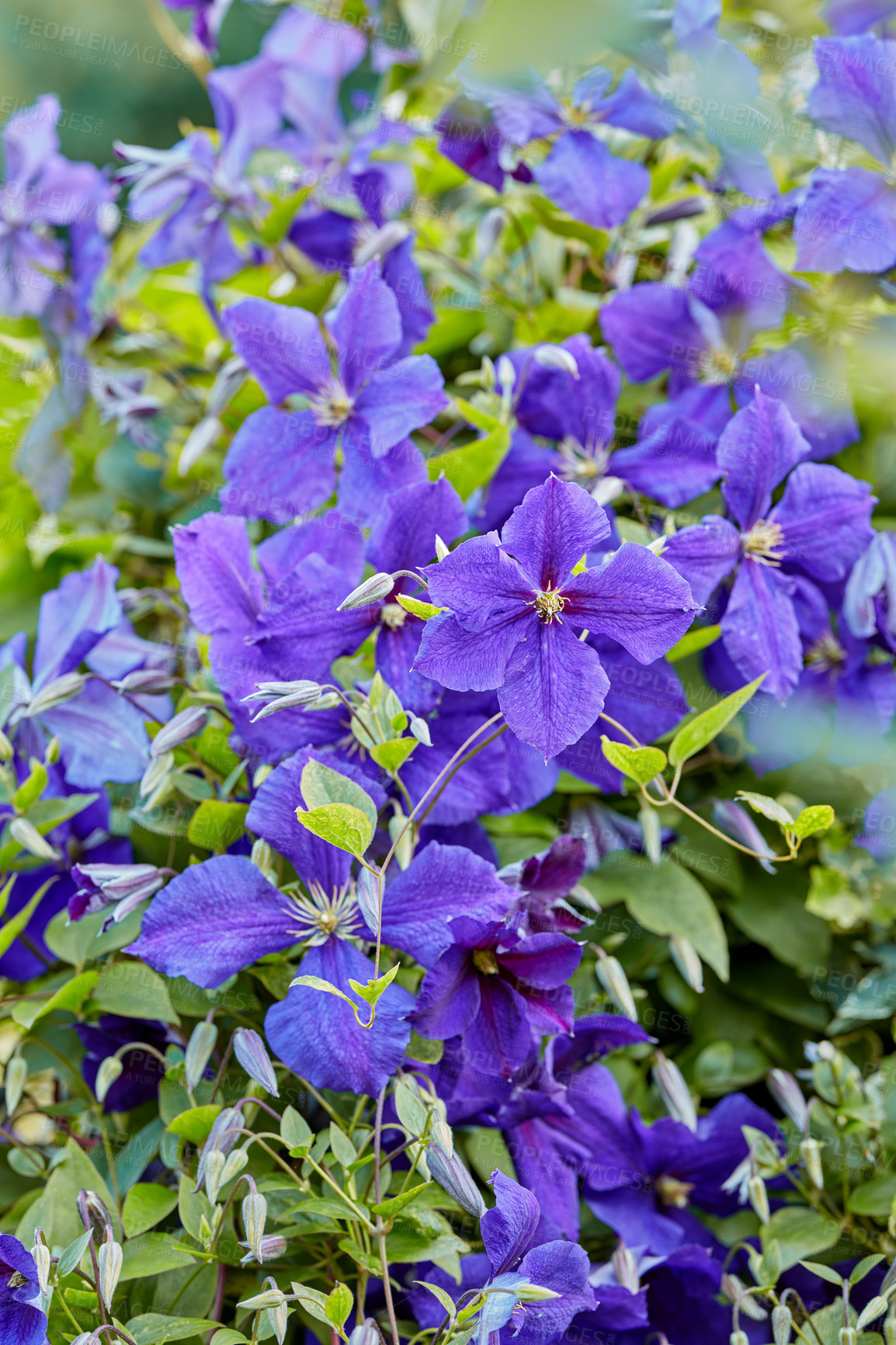 Buy stock photo Purple Cranesbill flowers growing in a garden. Many bright geranium perennial flowering plants contrasting in a green park. Colorful gardening blossoms for outdoor or backyard landscaping in summer