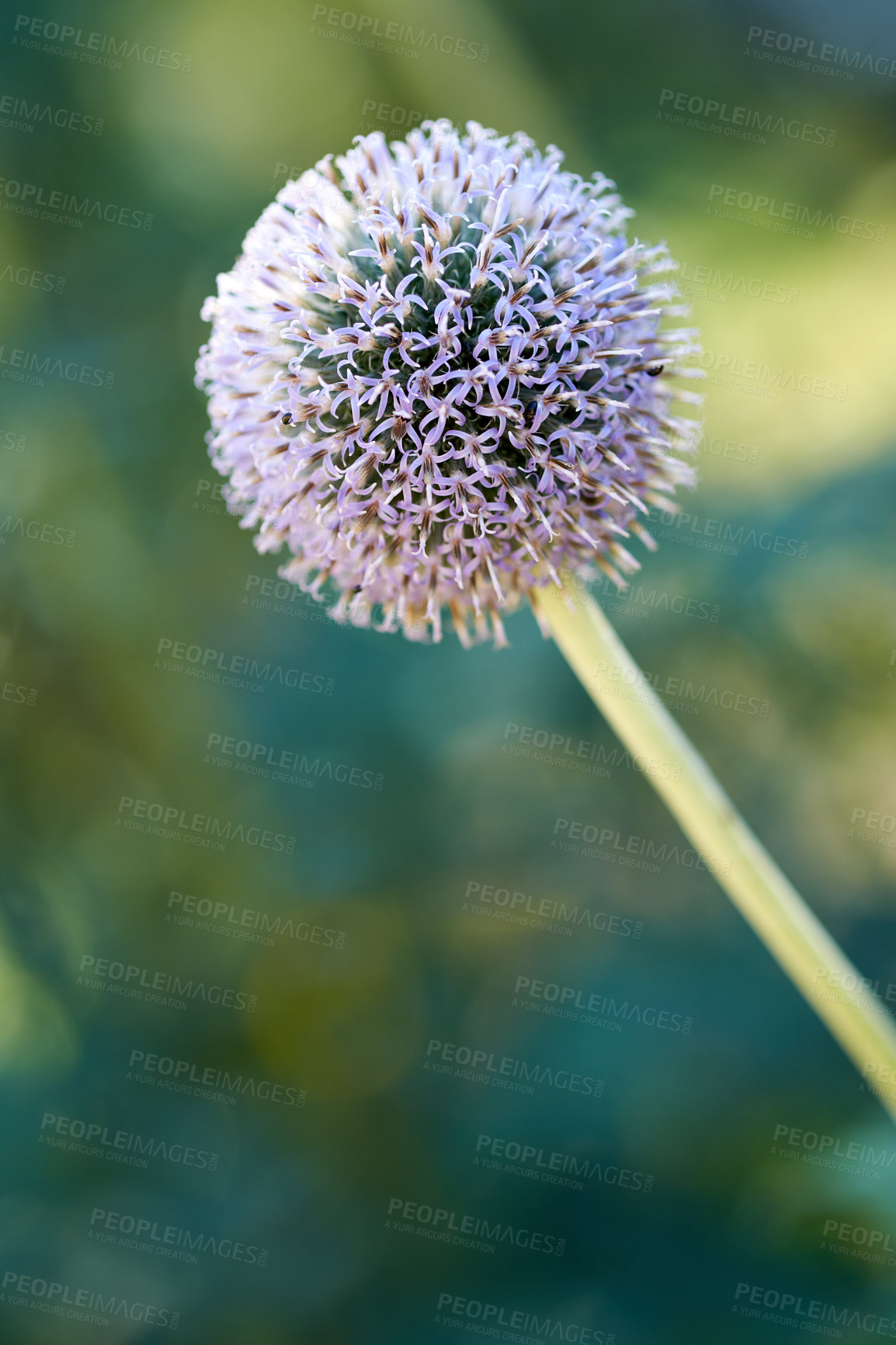 Buy stock photo Closeup of a wild globe thistle flower blossoming and blooming for insect pollination in a private and secluded home garden. Textured detail of a flowering echinops with a bokeh copy space background