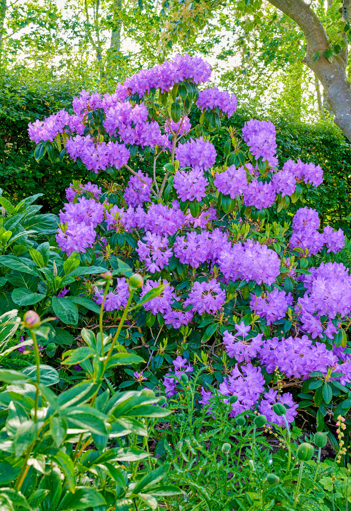 Buy stock photo A series of Purple Rhododendron in my garden