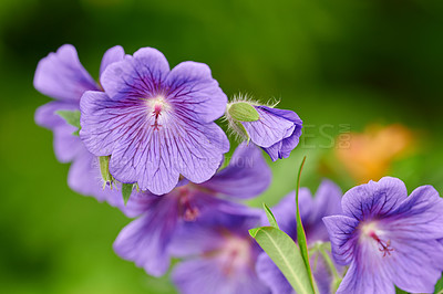 Buy stock photo Blue Geranium flowers growing in a backyard garden in summer. Beautiful violet flowering plant blossoming on a field or meadow during springtime. Pretty wildflowers in their natural habitat in nature