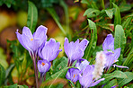 Blue garden flowers 