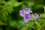 Blue Geranium