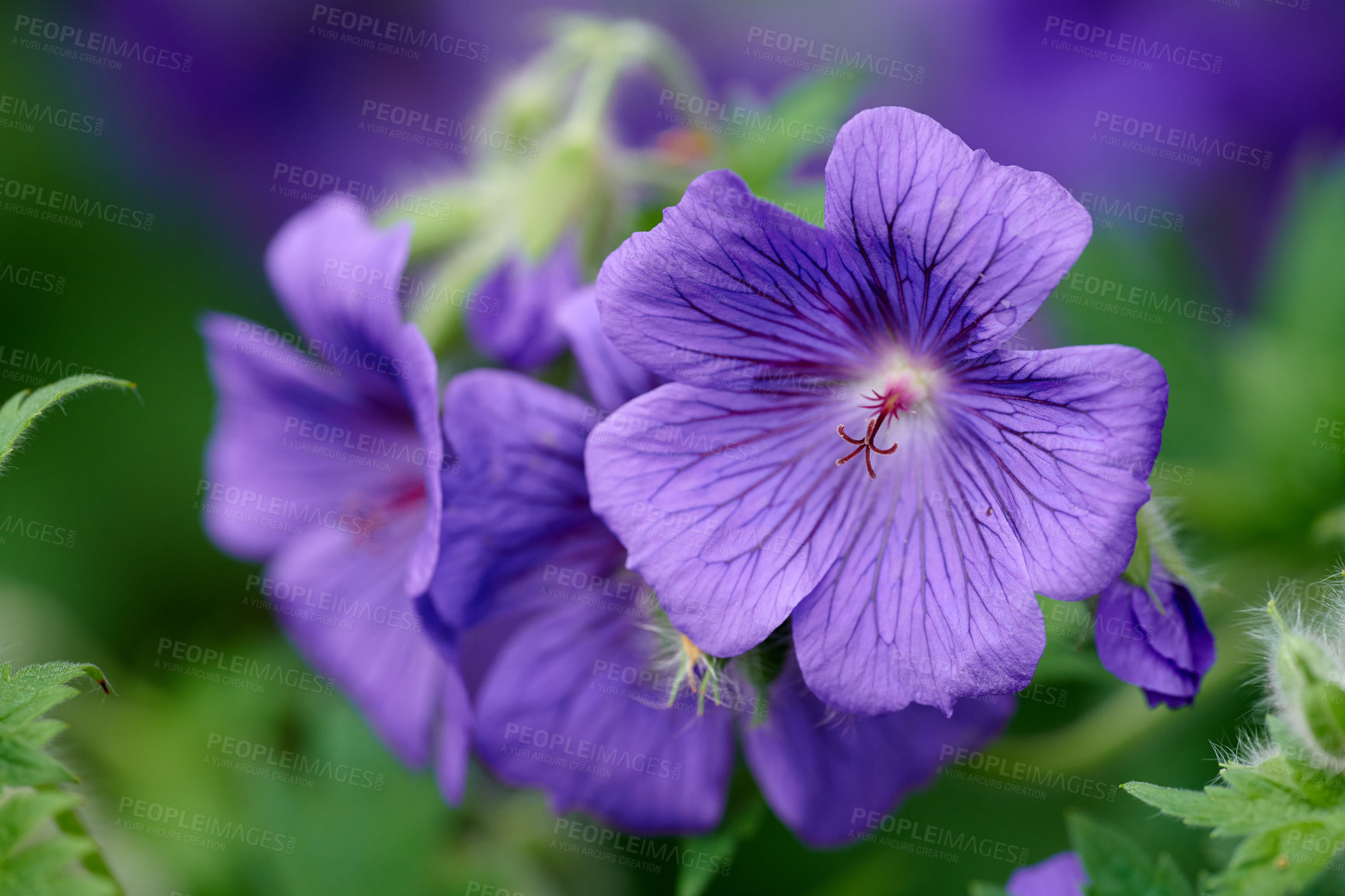 Buy stock photo Purple cranesbill geranium flowers growing in a field or botanical garden on a sunny day outdoors. Closeup of plants with vibrant violet petals blooming and blossoming in spring in a lush environment
