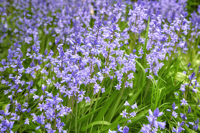 Buy stock photo Purple Spanish bluebell flowers growing in a garden in spring. Multiple pretty and colorful perennial flowering plants with green leaves and stems blooming outdoors in a park or backyard
