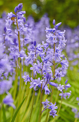Buy stock photo Scilla siberica close up of purple flowers. Wild bluebell blooming in a spring forest. Macro shot of a bunch of violet blossoms with green grass showing in blurred background. 