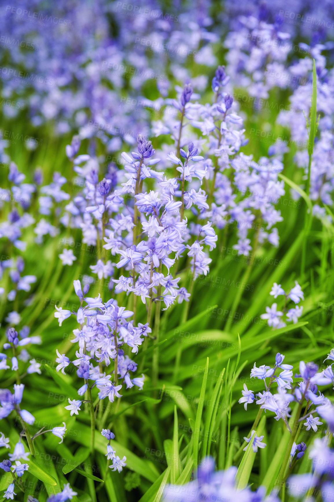 Buy stock photo Closeup of blue kent bell flowers growing and flowering on green stems in a secluded home garden. Textured detail of common bluebell or campanula plants blossoming and blooming in backyard