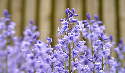 Buy stock photo Stunning purple blooms of hyacinth in a wild blurred field. Closeup view of a colorful nature scene in a backyard or countryside. Field of vibrant bluebell flowers in a garden outside in spring. 