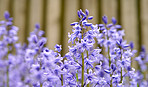 Bluebells in my garden