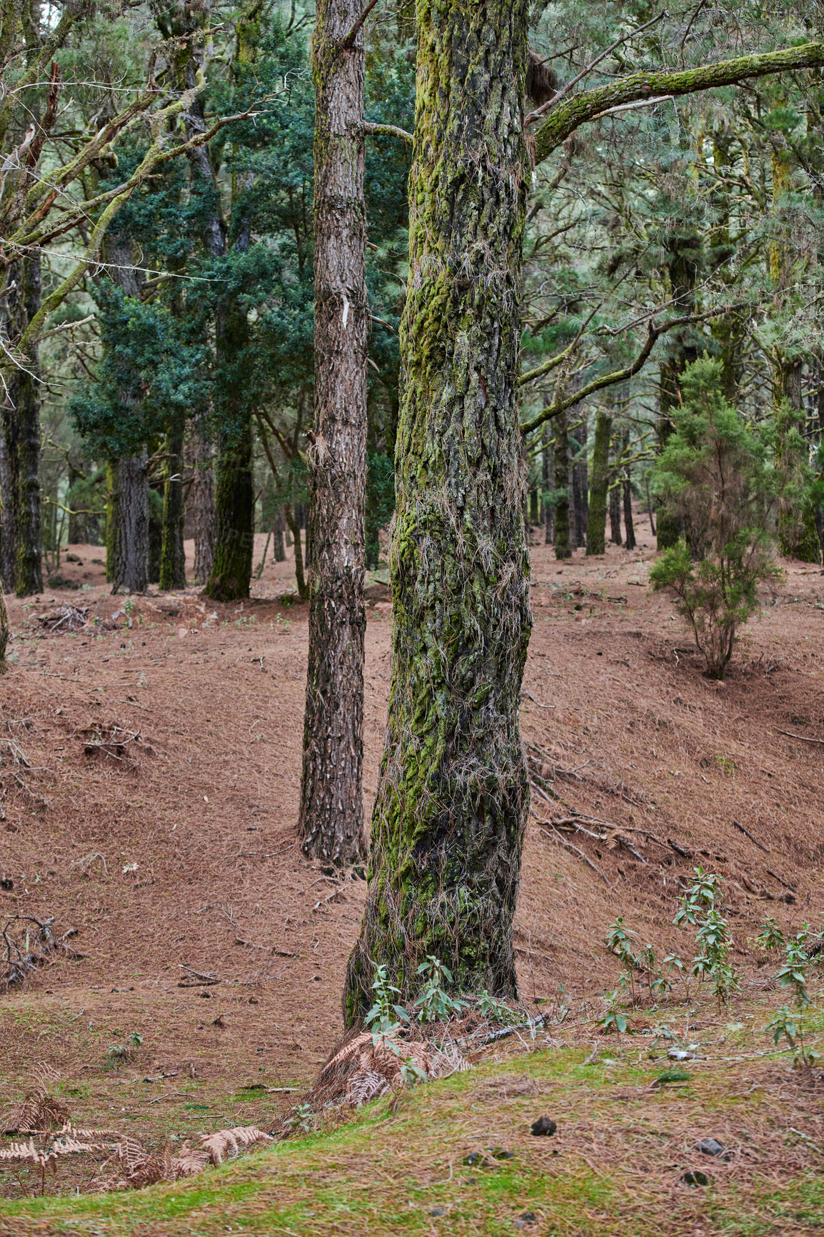 Buy stock photo Moss and algae growing on big pine trees in a forest on the mountains of La Palma, Canary Islands, Spain. Scenic natural landscape with wooden texture of old bark in a remote and peaceful meadow