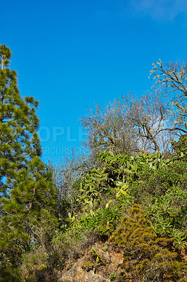 Buy stock photo Green and lush forest on the Island of La Palma, Canary islands in Spain. Landscape view of trees and bushes on an exotic and tropical travel destination. Bushes and greenery in a deserted woods