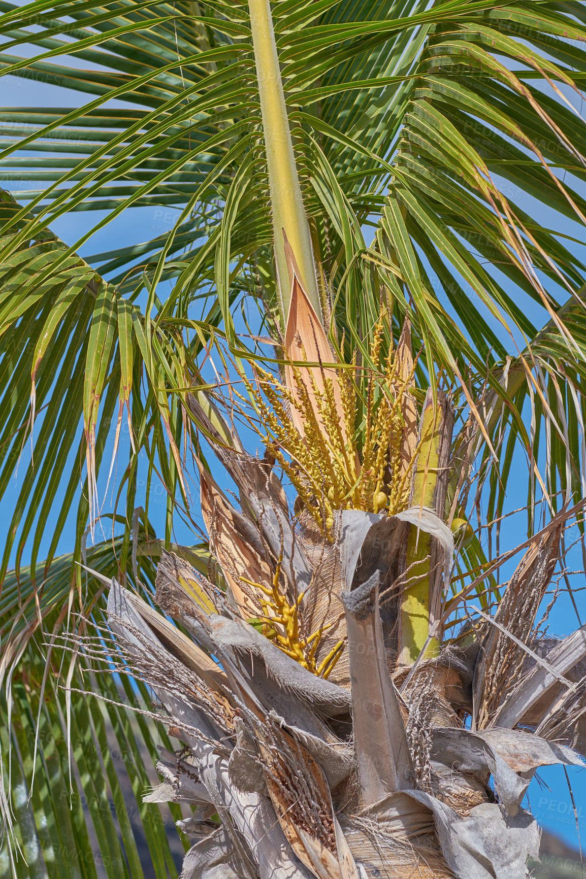 Buy stock photo A coconut tree with lush green leaves shining under the sun in an exotic, paradise getaway or tropical tourism destination in La Palma, Canary islands, Spain. A growing palm tree from below