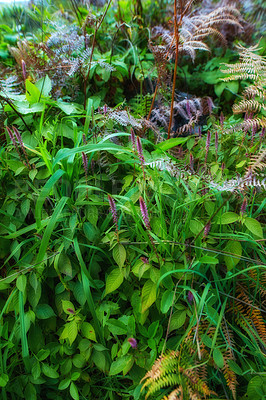 Buy stock photo Fern and tropical plants in the garden on a sunny day. Various green shrubs in the jungle with foliage and mixed plant species. Beautiful small greenish vegetation for nature background