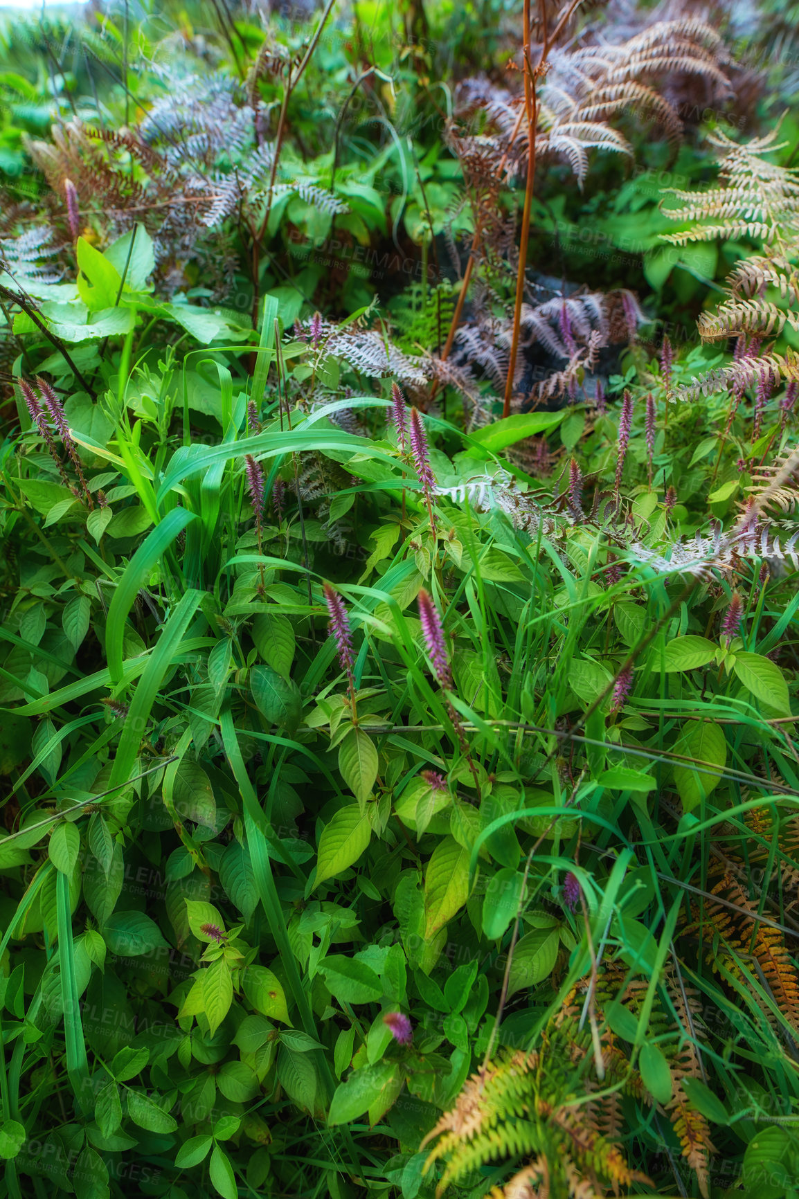 Buy stock photo Fern and tropical plants in the garden on a sunny day. Various green shrubs in the jungle with foliage and mixed plant species. Beautiful small greenish vegetation for nature background