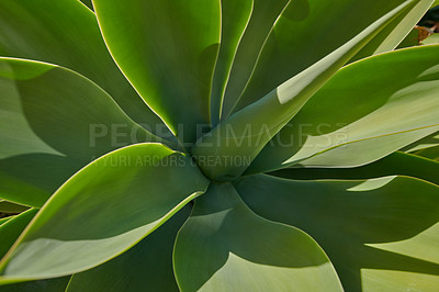 Buy stock photo Closeup of a lush green succulent plant in a garden on a sunny day. Gardening for beginners with indoor and outdoor aloe plants. The growth and development process of century plant growing in spring