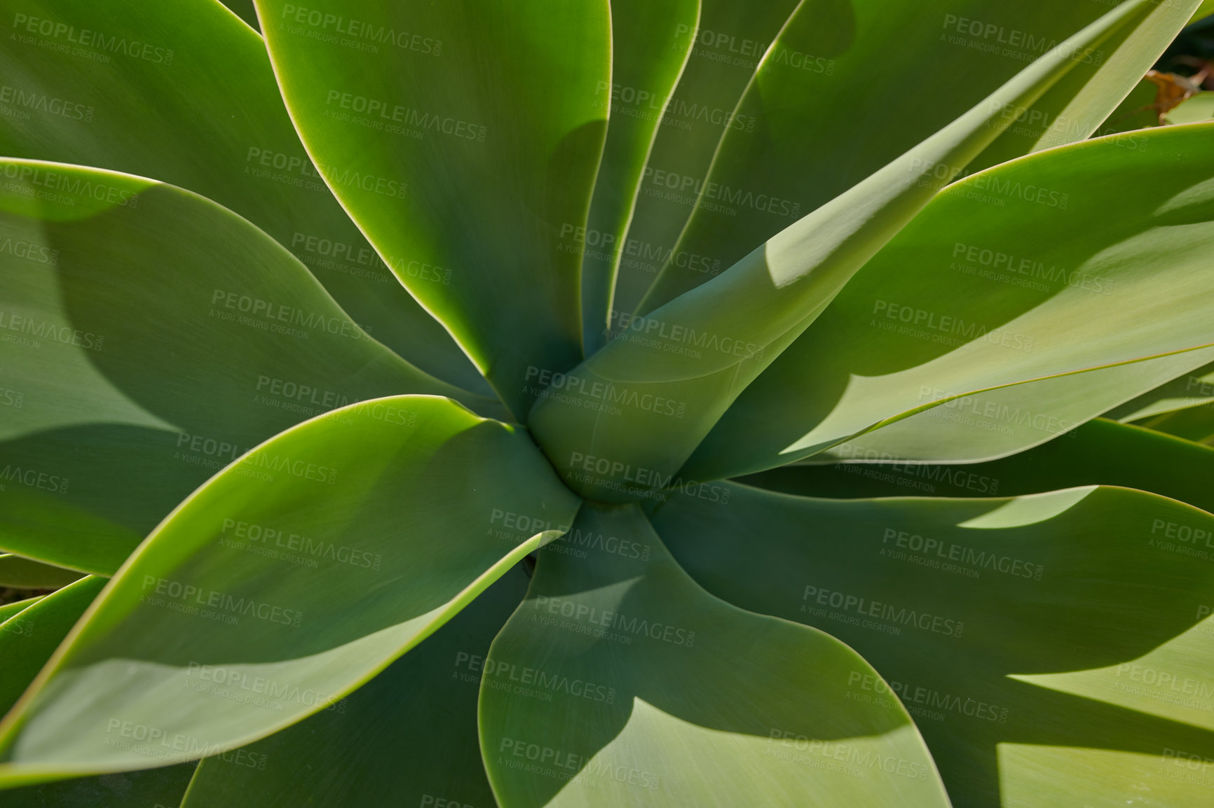 Buy stock photo Closeup of a lush green succulent plant in a garden on a sunny day. Gardening for beginners with indoor and outdoor aloe plants. The growth and development process of century plant growing in spring