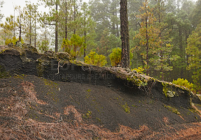 Buy stock photo Uncultivated natural landscape and environment in remote and quiet woods. Moss and algae growing on a hill in a forest surrounded by pine trees in the mountains of La Palma, Canary Islands, Spain.