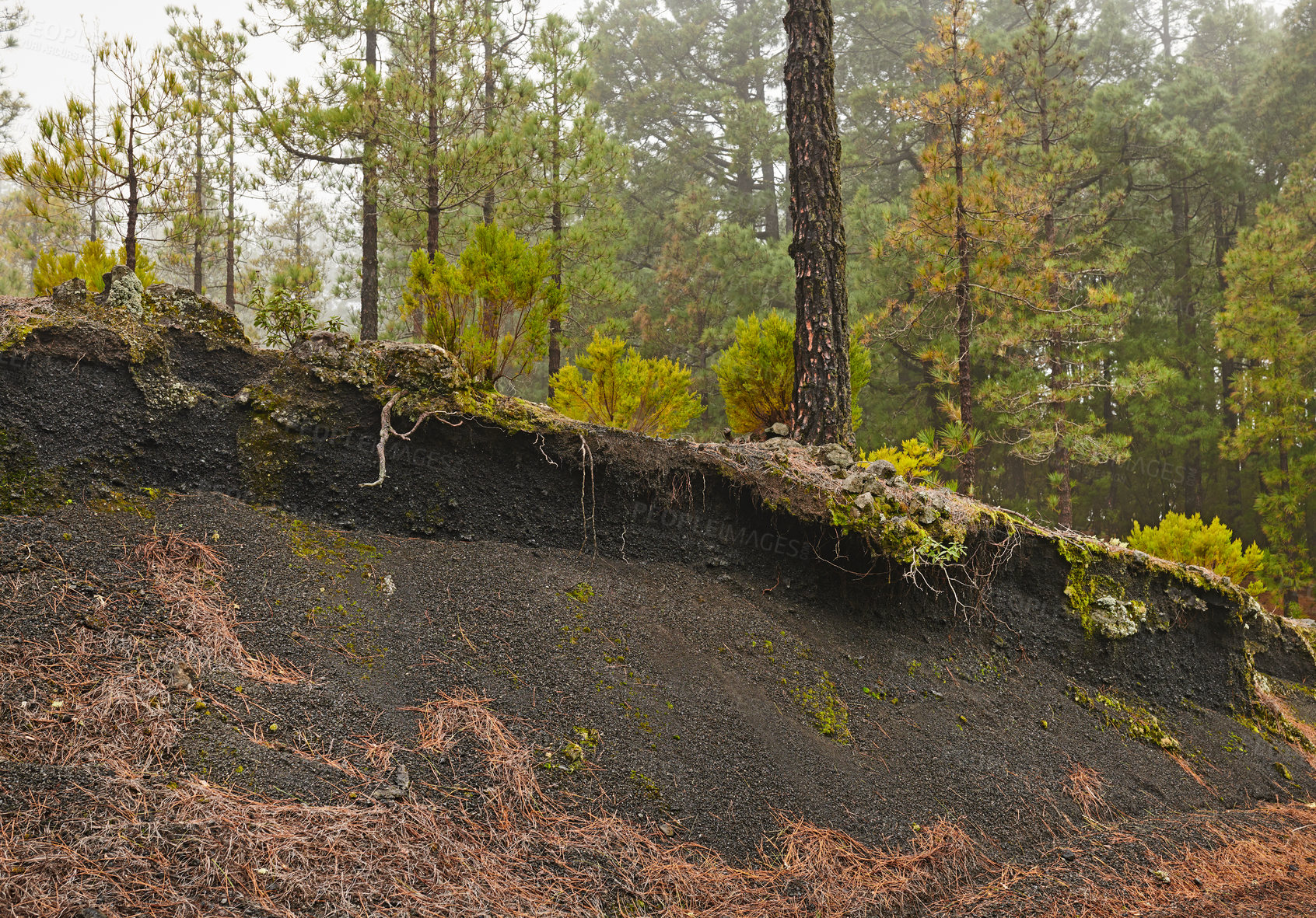 Buy stock photo Uncultivated natural landscape and environment in remote and quiet woods. Moss and algae growing on a hill in a forest surrounded by pine trees in the mountains of La Palma, Canary Islands, Spain.