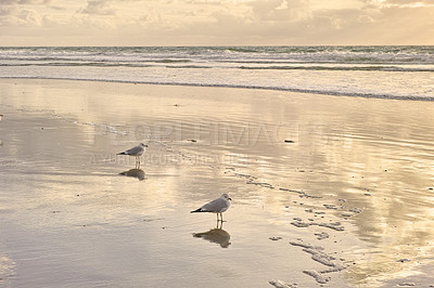 Buy stock photo A beach of Torrey Pines, San Diego, California Landscape of empty beach shallow shoreline. Cloudy sky, seagulls in the sand with a golden sunset sky in the background. Morning view of tourist beach 