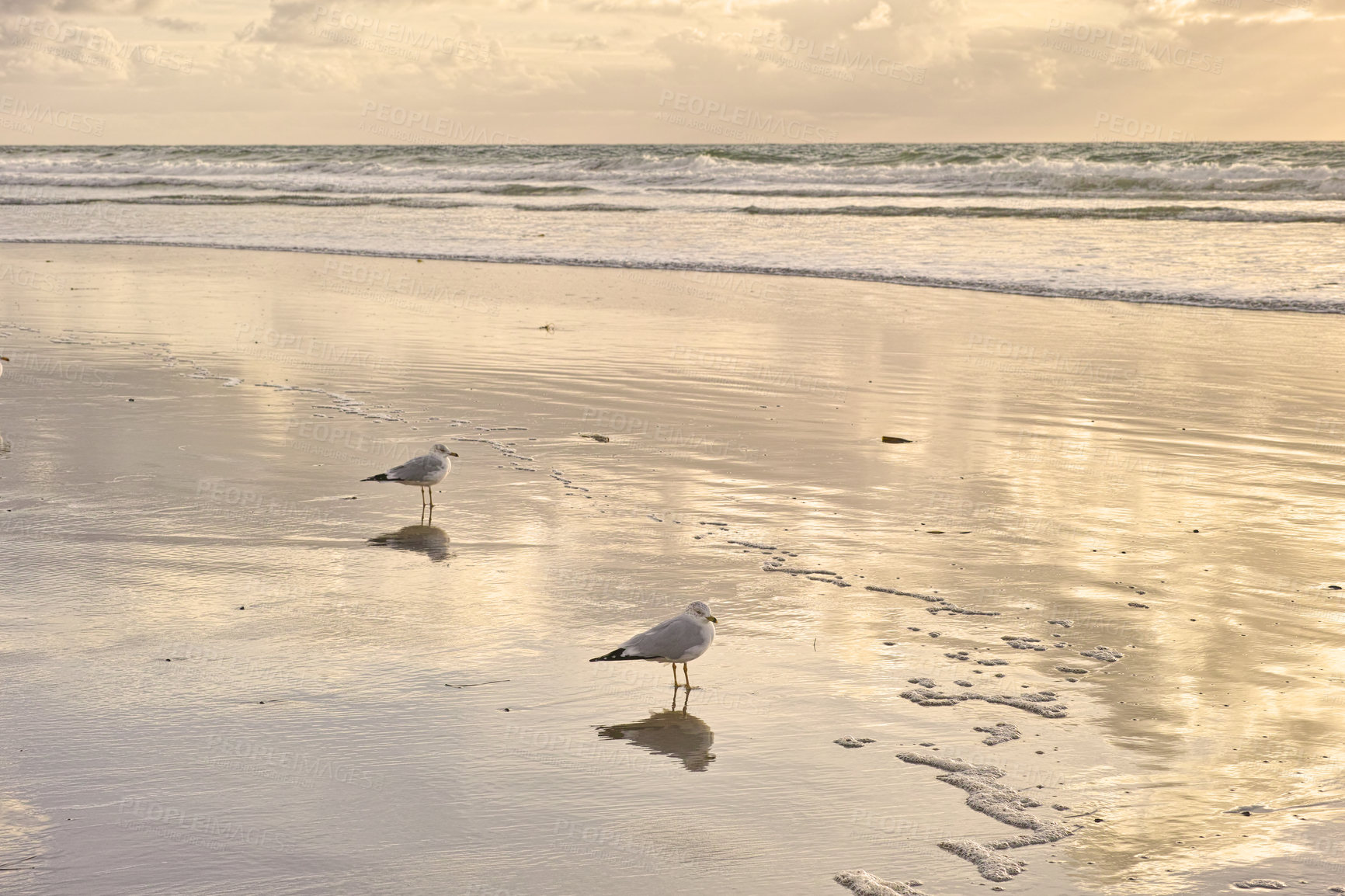 Buy stock photo A beach of Torrey Pines, San Diego, California Landscape of empty beach shallow shoreline. Cloudy sky, seagulls in the sand with a golden sunset sky in the background. Morning view of tourist beach 