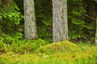 Buy stock photo A forest with trees trunks with green moss on them on an autumn day outdoors in nature. The landscape of the woods with detail of a vibrant plants, shrubs and grass in the woodlands on a sunny day