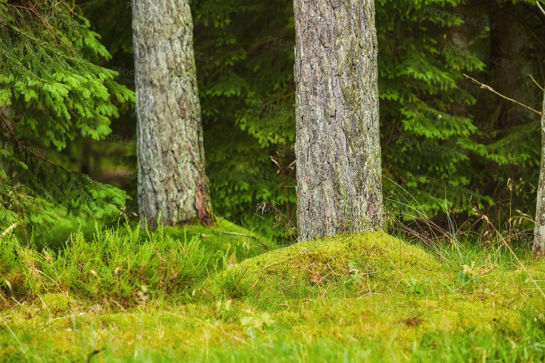 Buy stock photo A forest with trees trunks with green moss on them on an autumn day outdoors in nature. The landscape of the woods with detail of a vibrant plants, shrubs and grass in the woodlands on a sunny day