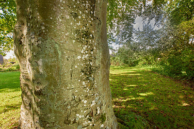 Buy stock photo A photo of the forest in springtime