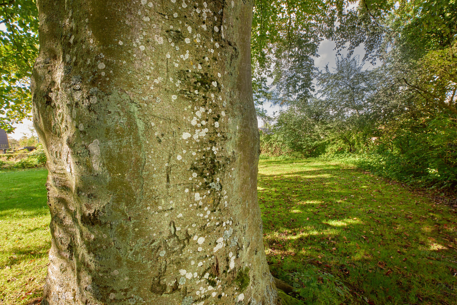 Buy stock photo A photo of the forest in springtime