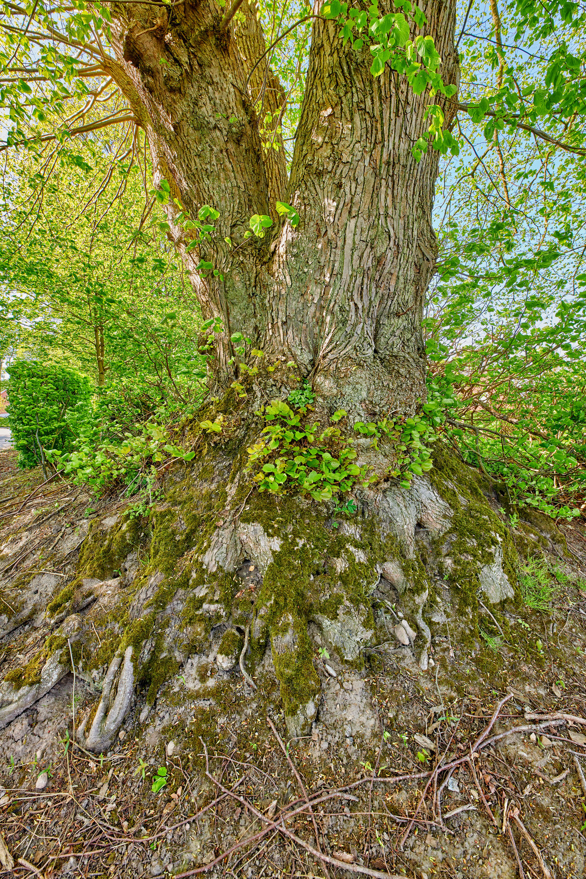 Buy stock photo A photo of the forest in springtime