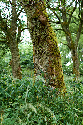 Buy stock photo A photo of the forest in springtime