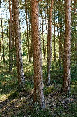 Buy stock photo A photo of the forest in springtime