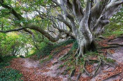 Buy stock photo A big unique tree in a green forest with a hiking trail on a summer day. Beautiful landscape of large trees outdoors in nature on a spring afternoon. Peaceful and scenic view of the woods