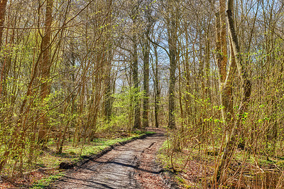 Buy stock photo A photo of the forest in springtime