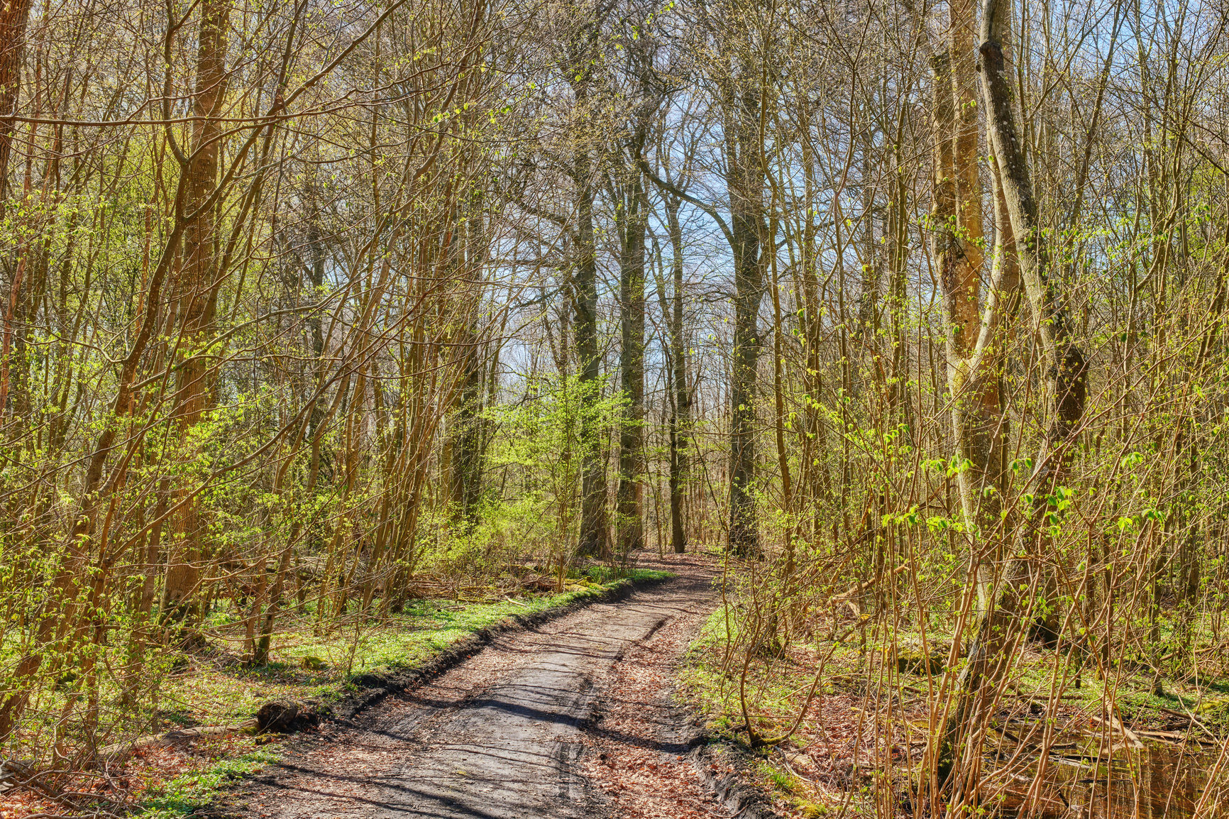 Buy stock photo A photo of the forest in springtime