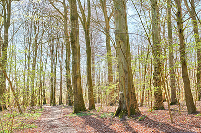 Buy stock photo A photo of the forest in springtime