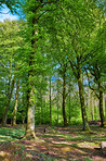 The forest in springtime