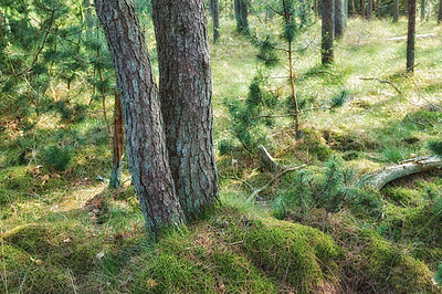 Buy stock photo Top landscape view a lush green forest with trees in summer. A woodland for walking, hiking, and adventure in the countryside. Deserted and secluded woods with vegetation and plants in nature