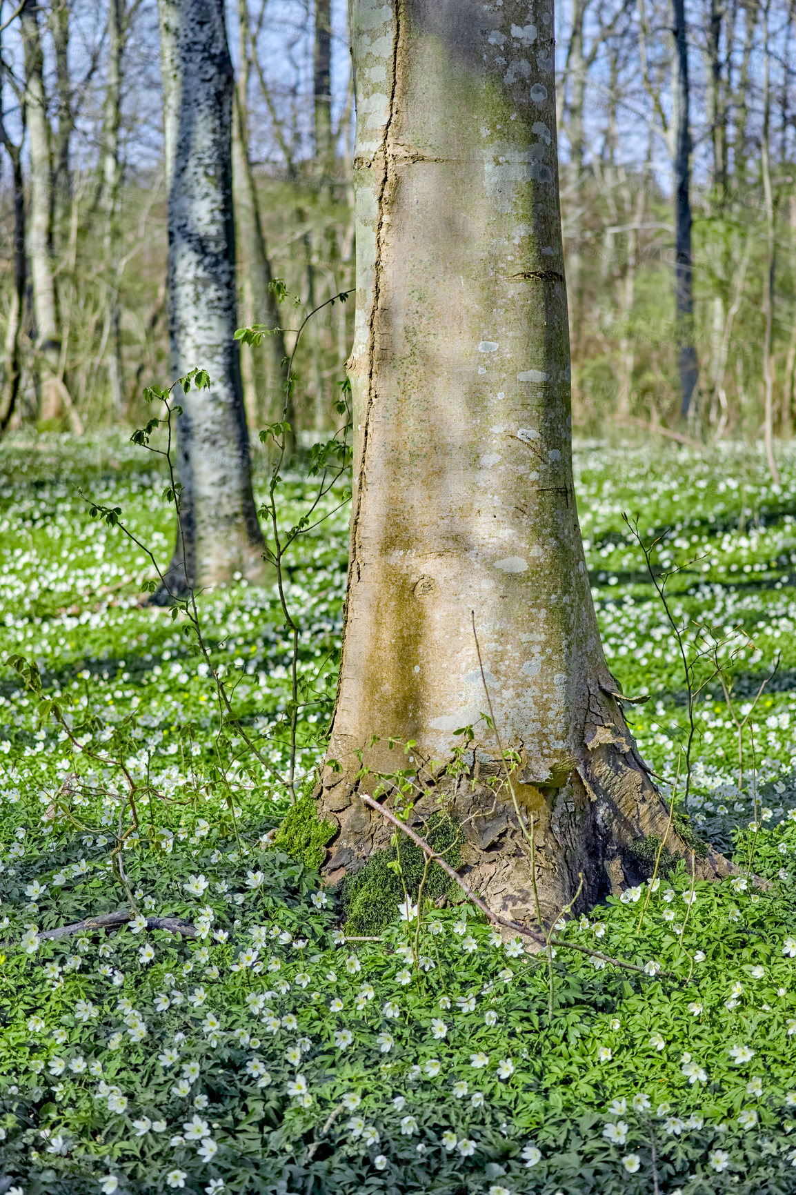Buy stock photo Flower field with trees in a forest. Beautiful landscape of many wood anemone flowers blooming or growing near a birch trunk in a spring meadow. Pretty white flowering plant or wild flowers in nature