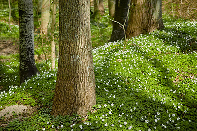 Buy stock photo Wild trees growing in a forest with white anemone nemorosa flowers and green plants. Scenic landscape of tall wooden trunks with lush leaves in nature at spring. Peaceful views in the park or woods