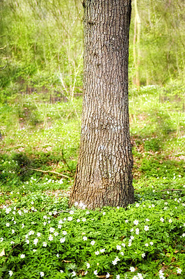 Buy stock photo Closeup landscape view of a tree growing in a lush green forest in spring. Deserted natural woodlands or forest with foliage and greenery during summer. Plants and vegetation in a secluded area