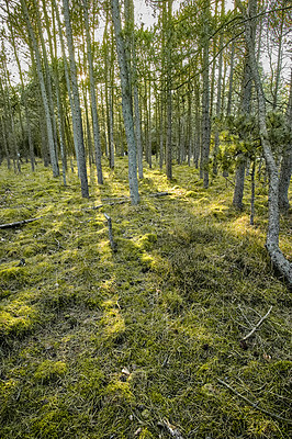 Buy stock photo A beautiful bright forest with lush green trees on a vibrant spring day. The landscape of the woods with greenery and foliage outdoors on a summer afternoon. Peaceful and scenic view of the woodlands