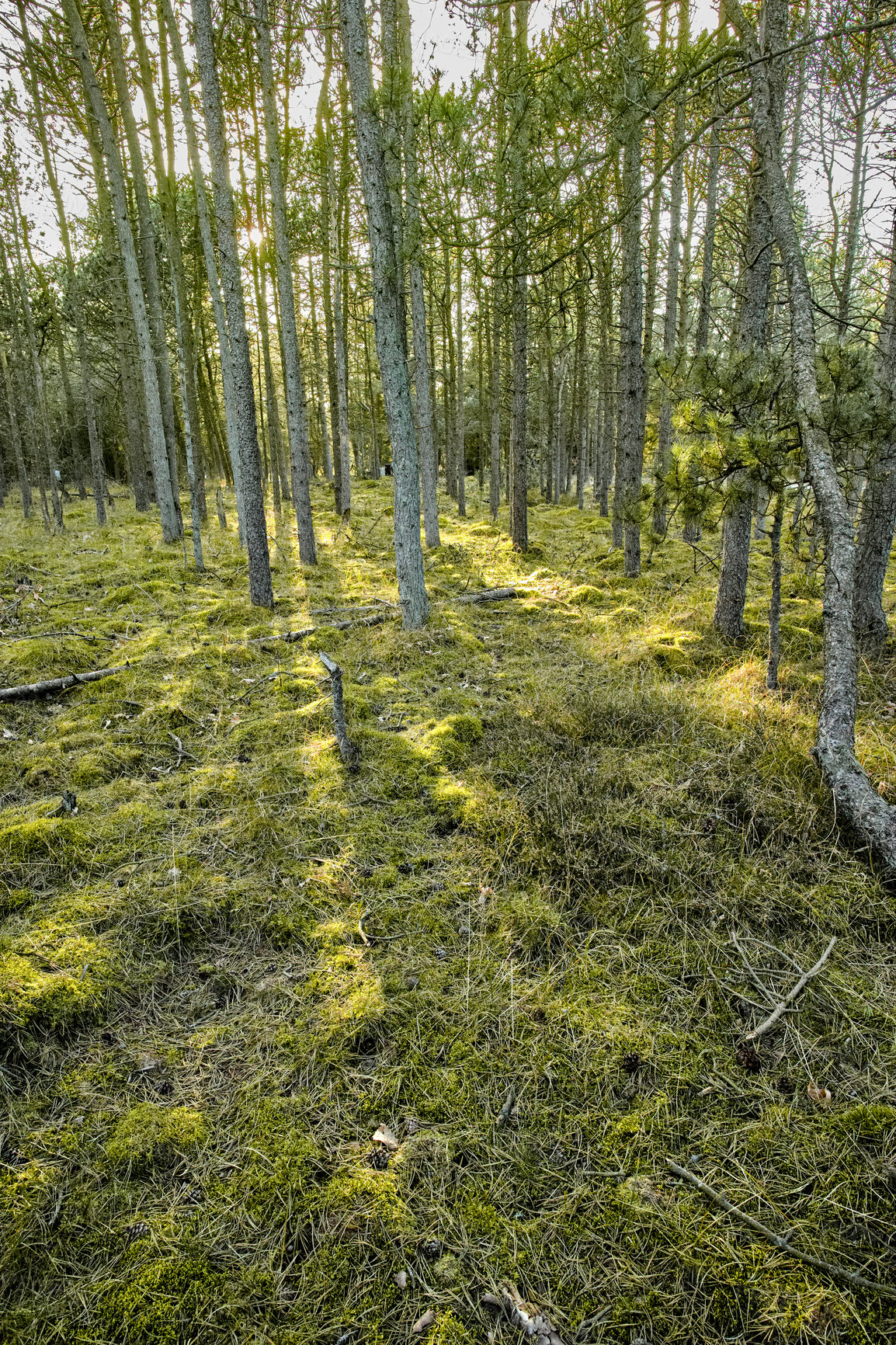 Buy stock photo A beautiful bright forest with lush green trees on a vibrant spring day. The landscape of the woods with greenery and foliage outdoors on a summer afternoon. Peaceful and scenic view of the woodlands