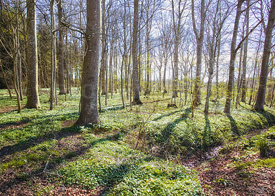 Buy stock photo Landscape view of a wild forest with planted trees in summer. Empty and secluded woodland with growing vegetation in an uncultivated natural area. Beautiful scenery of a remote park in spring