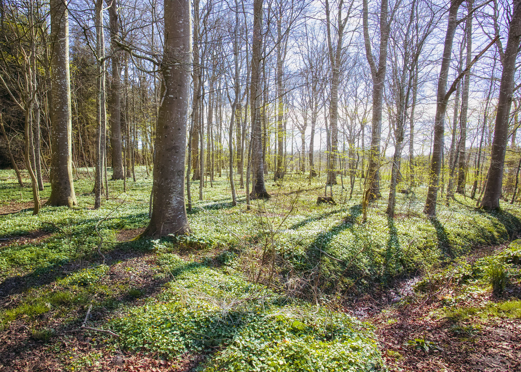 Buy stock photo Landscape view of a wild forest with planted trees in summer. Empty and secluded woodland with growing vegetation in an uncultivated natural area. Beautiful scenery of a remote park in spring