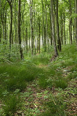 Buy stock photo A lush green uncultivated forest with trees during spring. Magical and secluded woods with growing and blooming vegetation in an undisturbed natural area. Landscape view of a beautiful remote park