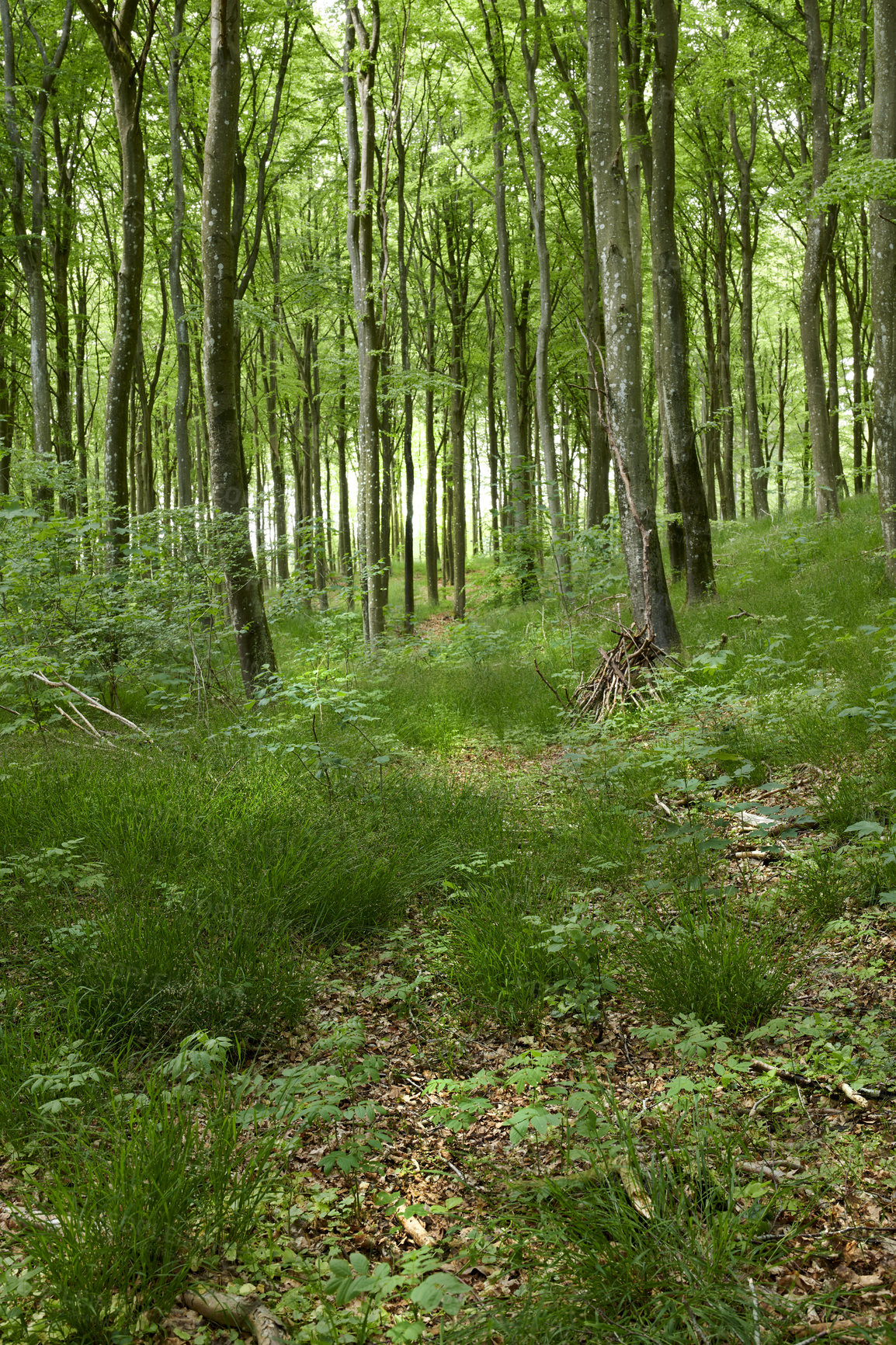 Buy stock photo A lush green uncultivated forest with trees during spring. Magical and secluded woods with growing and blooming vegetation in an undisturbed natural area. Landscape view of a beautiful remote park