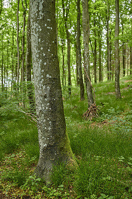 Buy stock photo A beautiful bright forest with lush green trees, plants and a grassy meadow in spring. The landscape of the woods with greenery outdoors. Peaceful and scenic view for an adventurous nature walk